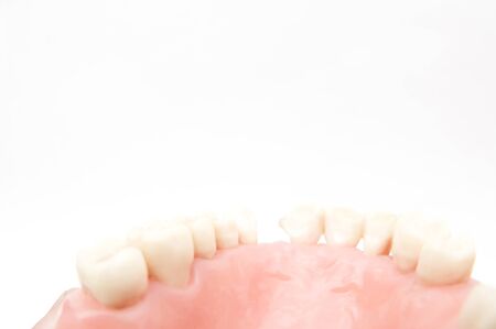 Model of teethの写真素材