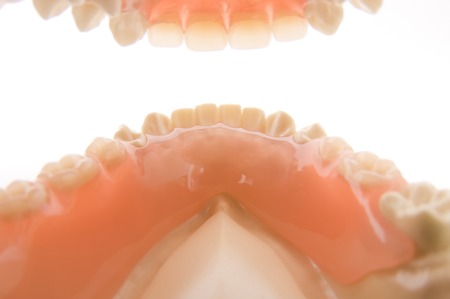 Model of teeth