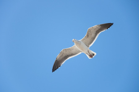 Sea Gull