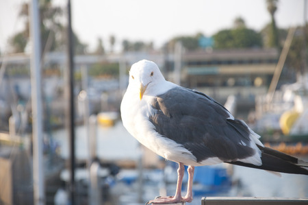 Sea Gullの写真素材