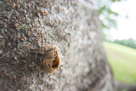 Cicadaの写真素材