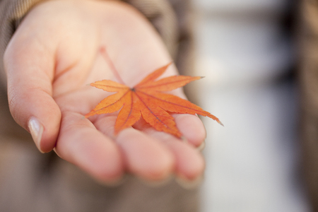 Maple that was riding on the woman's palmの写真素材