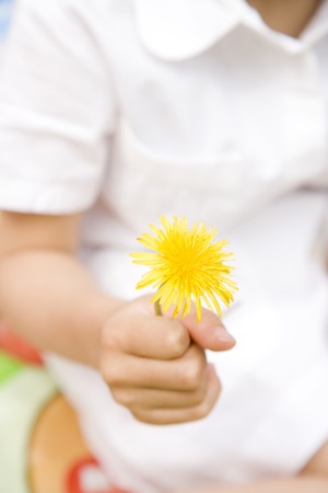 Hand of the girl with a dandelionの写真素材