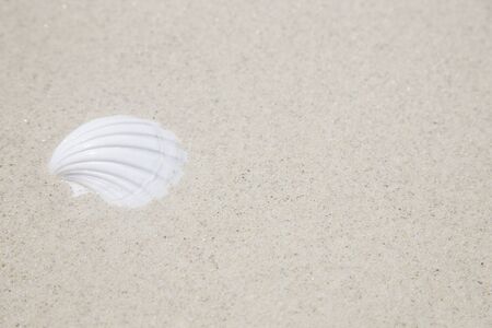 Shells were buried in sandの写真素材