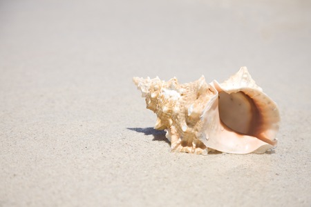 Snails on the beachの写真素材