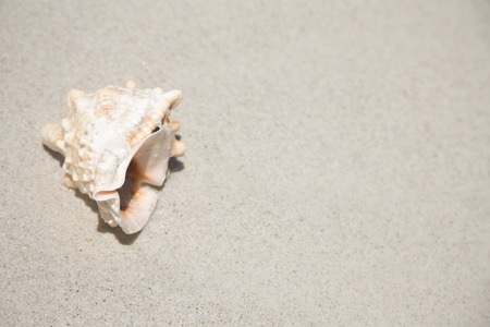 Snails on the beachの写真素材