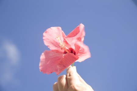 Hand of women with hibiscus flowersの写真素材