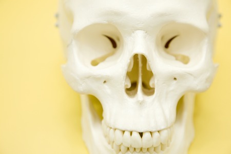 Skull modelの写真素材