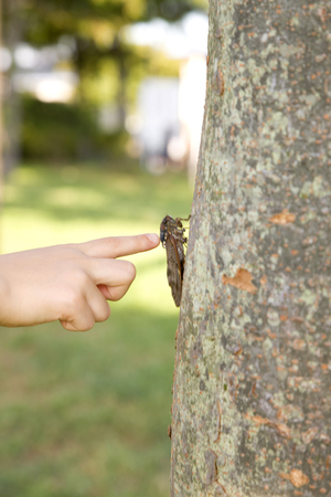 Hand of the girl who found a cicada perched on a treeの写真素材