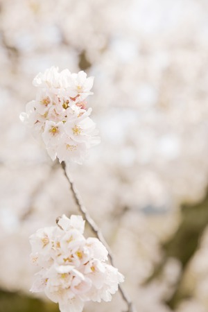The cherry blossomsの写真素材