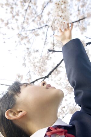 Middle school girls that you want to touch the cherry treeの写真素材