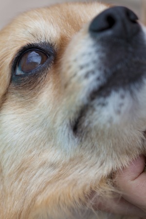 Chihuahuaの写真素材