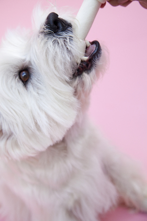 West Highland White Terrier to dig in to the boneの写真素材