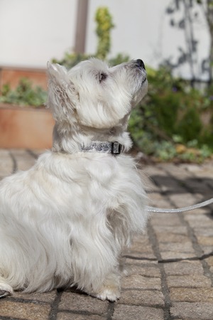 Walk the West Highland White Terrier