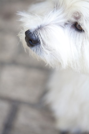 West Highland White Terrierの写真素材