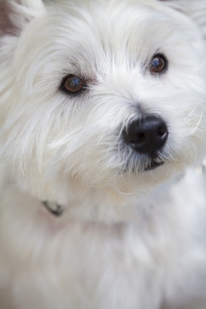 West Highland White Terrierの写真素材
