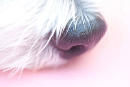 West Highland White Terrier noseの写真素材