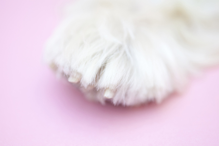 Foot of West Highland White Terrierの写真素材