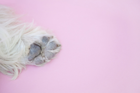 Foot of West Highland White Terrierの写真素材