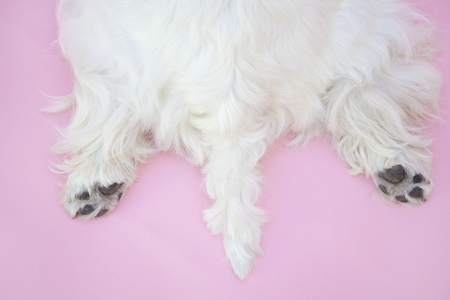 Foot of West Highland White Terrier