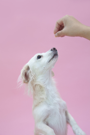 Mix dog to see the hand of manの写真素材