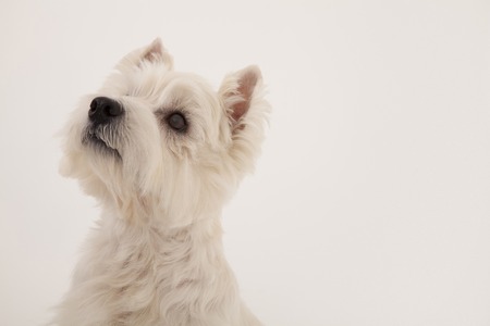 West Highland White Terrier to see the topの写真素材
