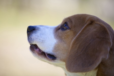 Beagleの写真素材