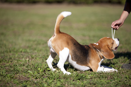 Beagleの写真素材