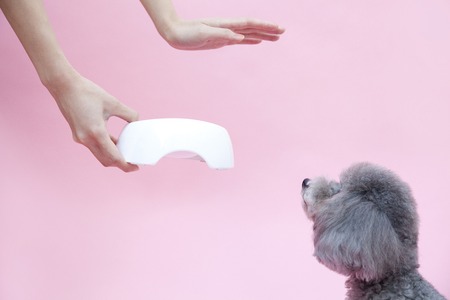 Toy Poodle to wait for baitの写真素材