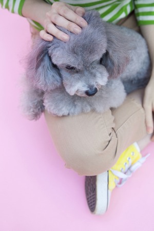 Toy Poodle ride to women's feetの写真素材