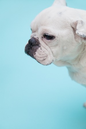 Bulldogの写真素材