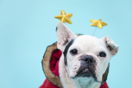 Bulldogの写真素材