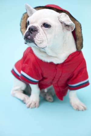 Bulldogの写真素材