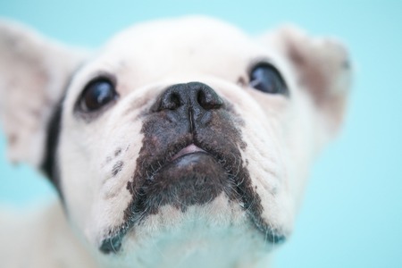 Bulldogの写真素材