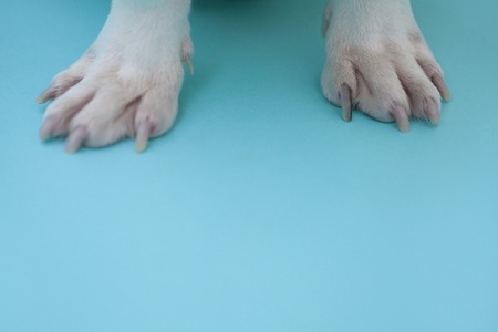 Bulldog