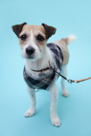 Jack Russell Terrierの写真素材