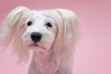 Miniature Schnauzer