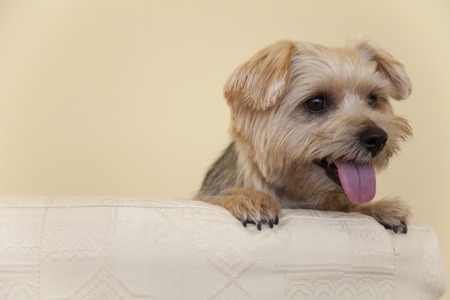 Norfolk terrierの写真素材