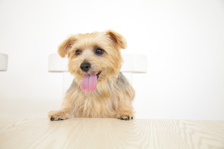 Norfolk terrier sitting in a chairの写真素材