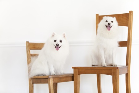 Two dogs Spitz to the Sit on a chairの写真素材