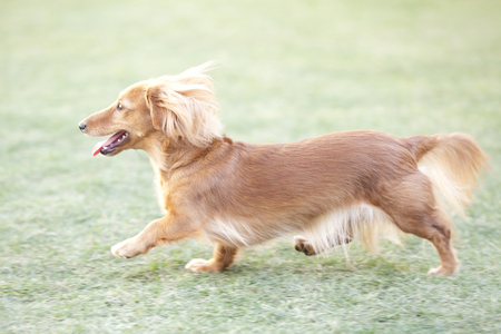 Miniature dachshund to walk in the gardenの写真素材