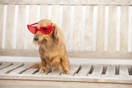 Miniature dachshund to the Sit on the bench and wearing sunglassesの写真素材