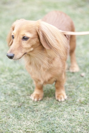Miniature Dachshundの写真素材