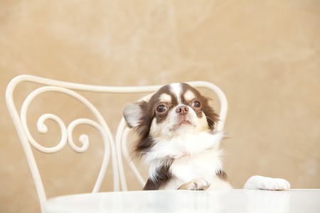 Chihuahua sitting on the terraceの写真素材