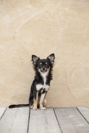 Chihuahua to the Sitの写真素材