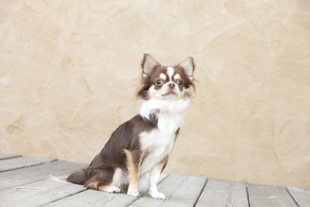 Chihuahua to the Sitの写真素材