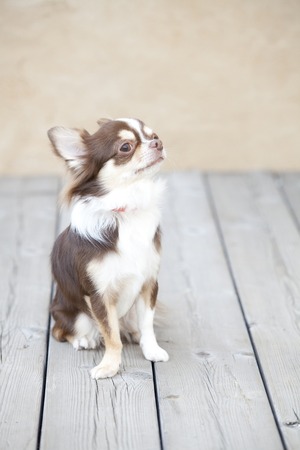 Chihuahua to the Sitの写真素材
