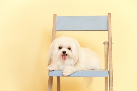Chiwamaru lie down on a chair