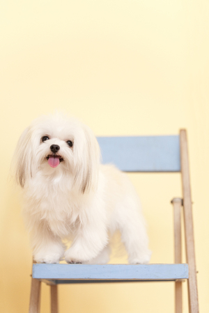 Chiwamaru to the Sit on a chair
