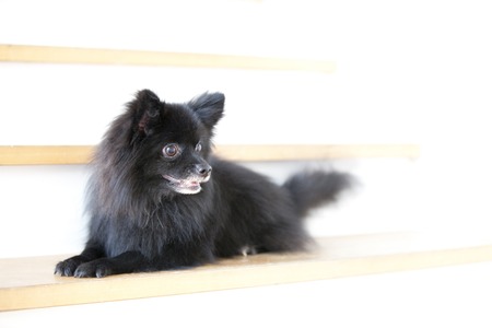 Pomeranian to the Fuse on the stairsの写真素材